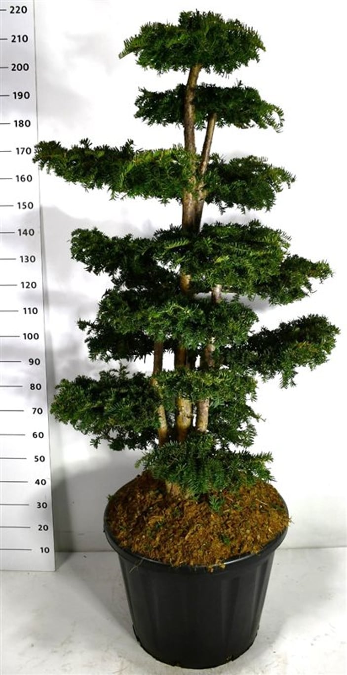Taxus b. 'Dovastoniana' - 125-150 CM Bonsai Cont.